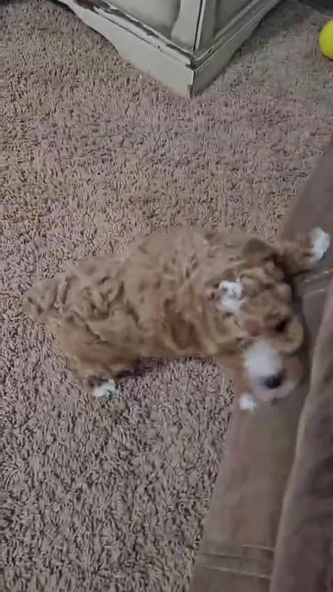 Toy Poodle dogs for sale: Jasper  - Video 1