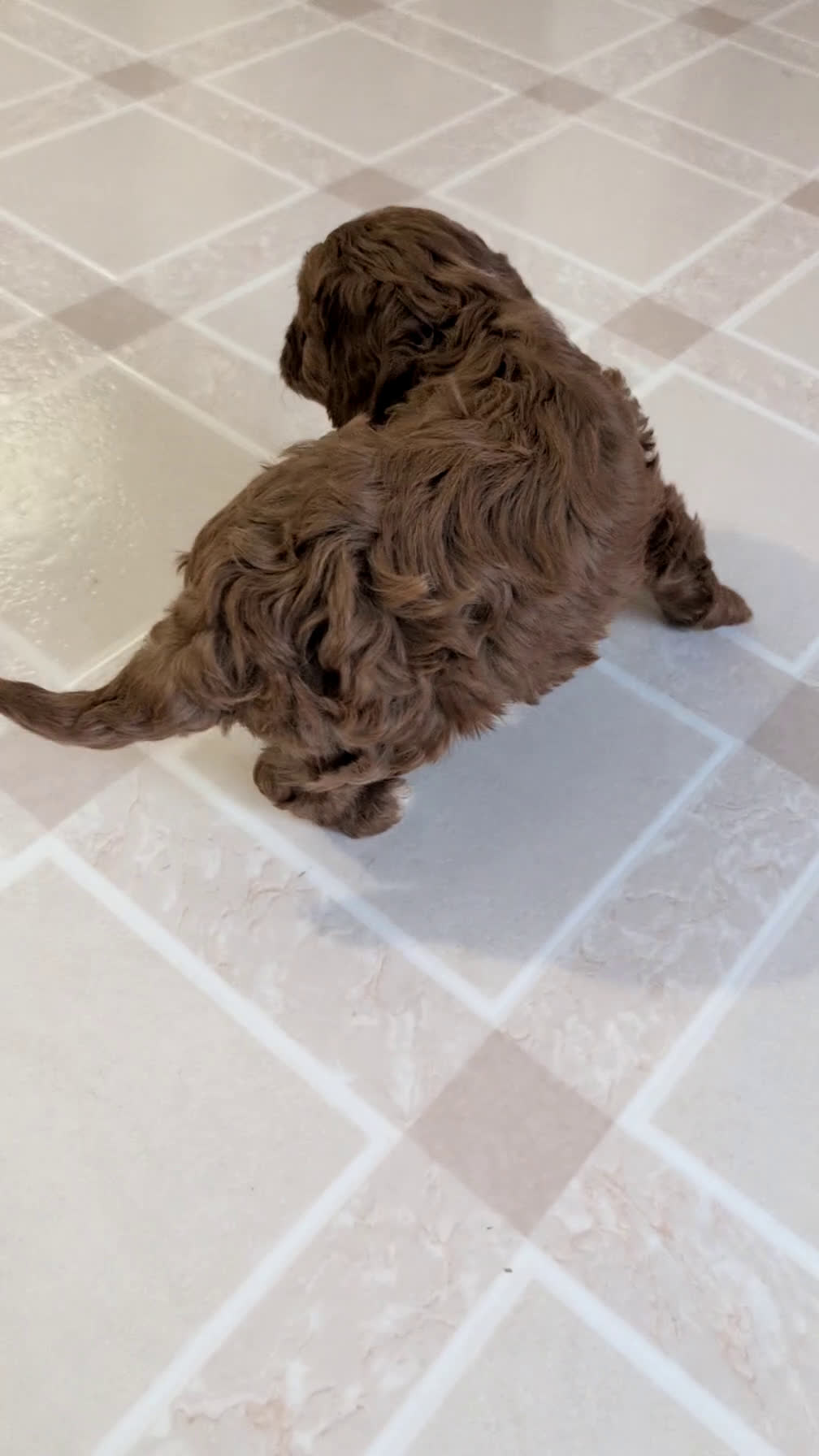 Cavapoo dogs for sale: Cody - Video 1