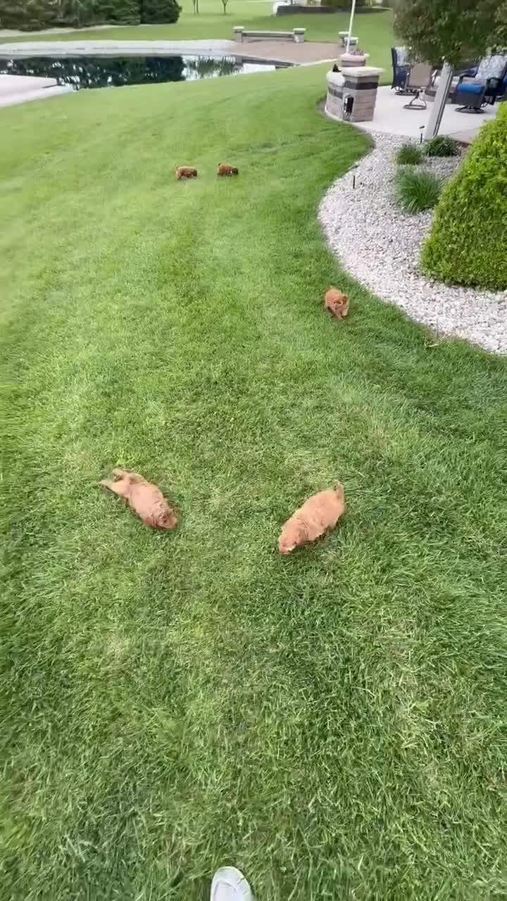 Mini Goldendoodle dogs for sale: Mini Gigi - Video 4