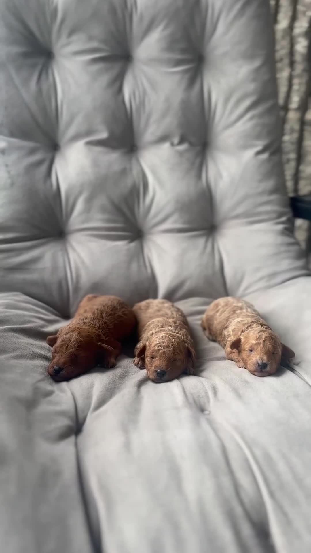 Toy Poodle dogs for sale: AKC Rocko - Video 5
