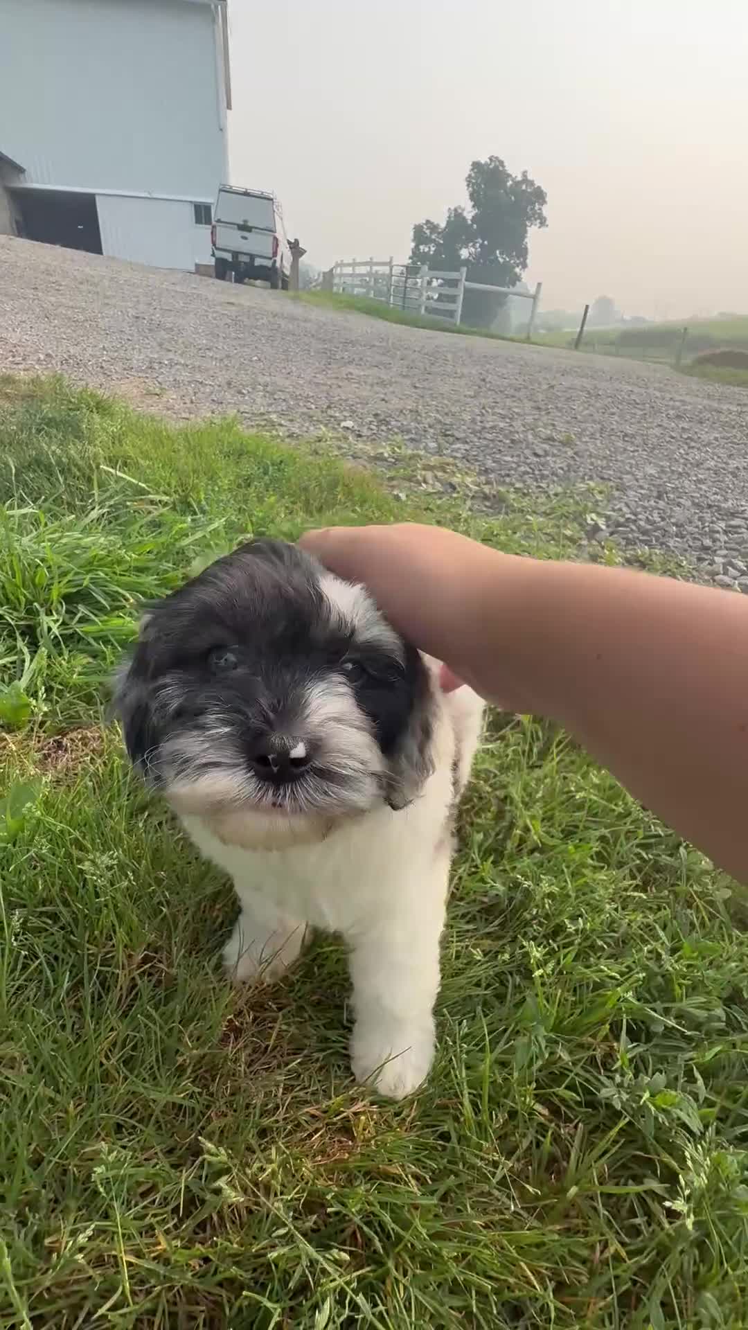 Cavapoo dogs for sale: Baron - Video 1