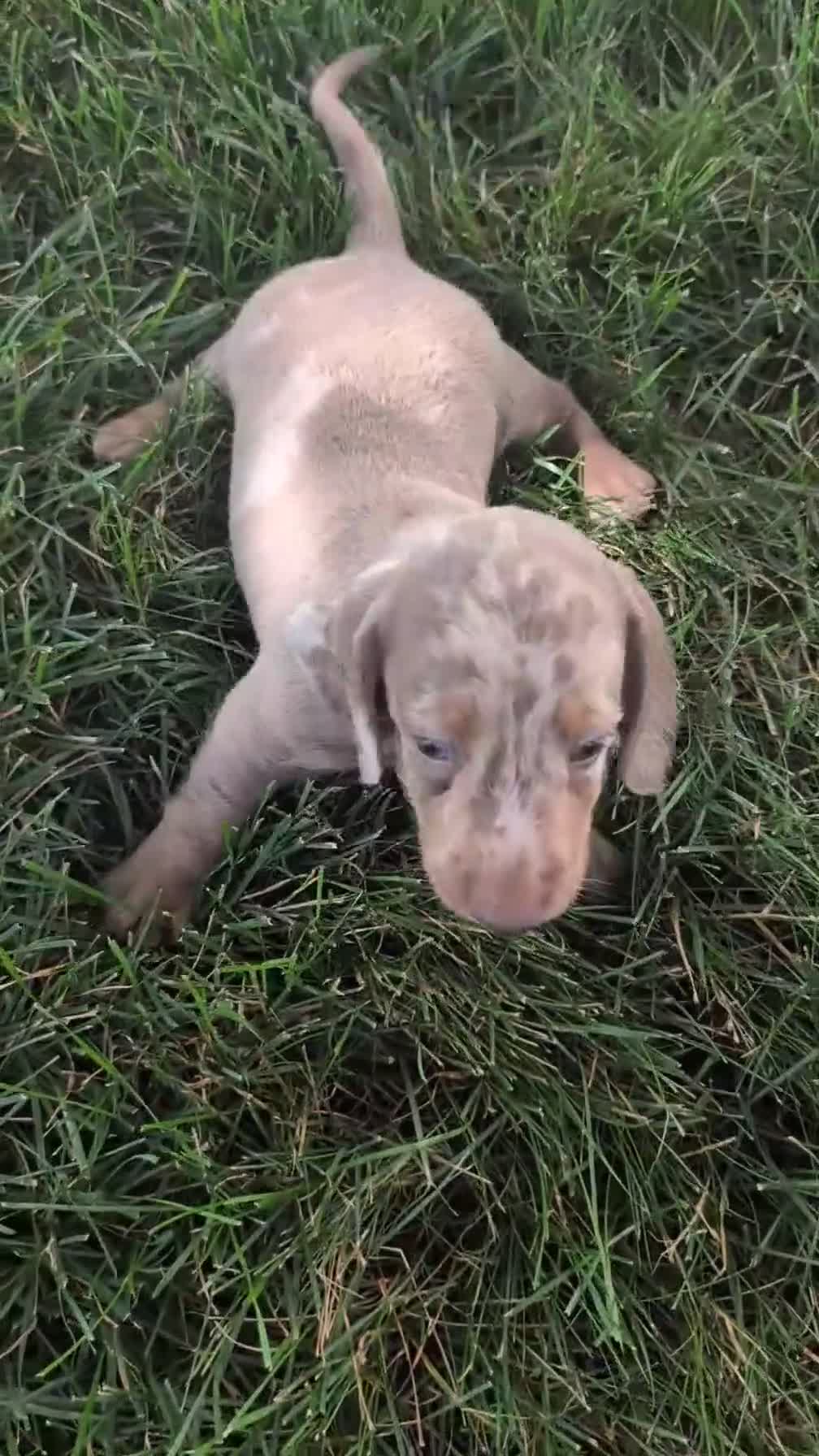 Miniature Dachshund dogs for sale: Kona - Video 1