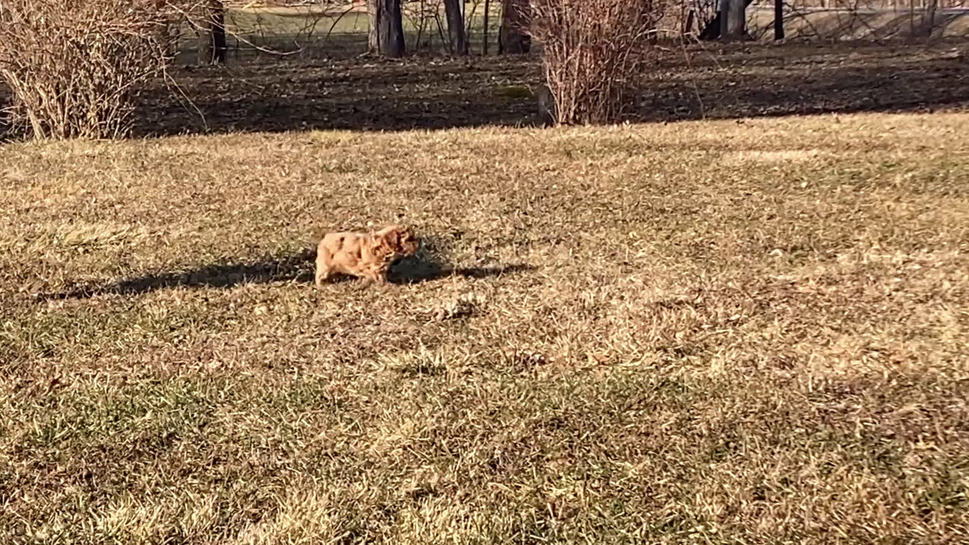 Toy Poodle dogs for sale: Spring - Video 1