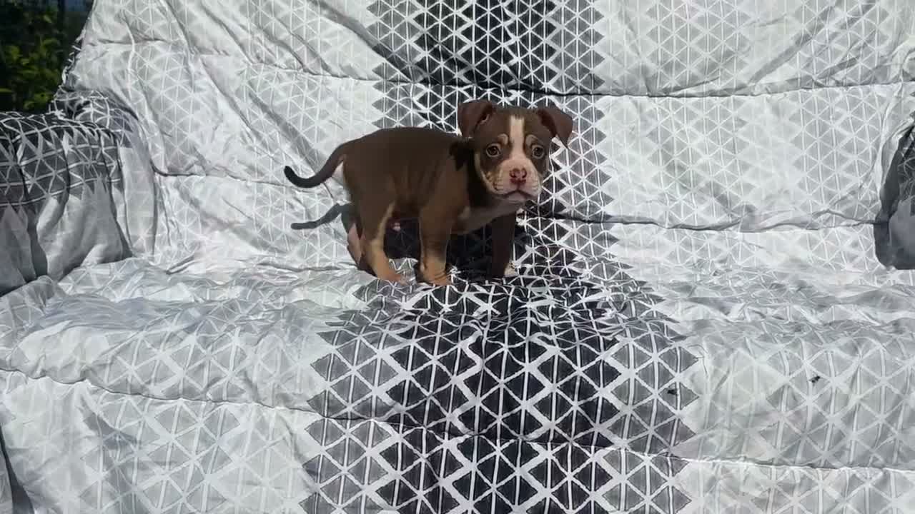 American Bully dogs for sale: Male 1 - Video 1