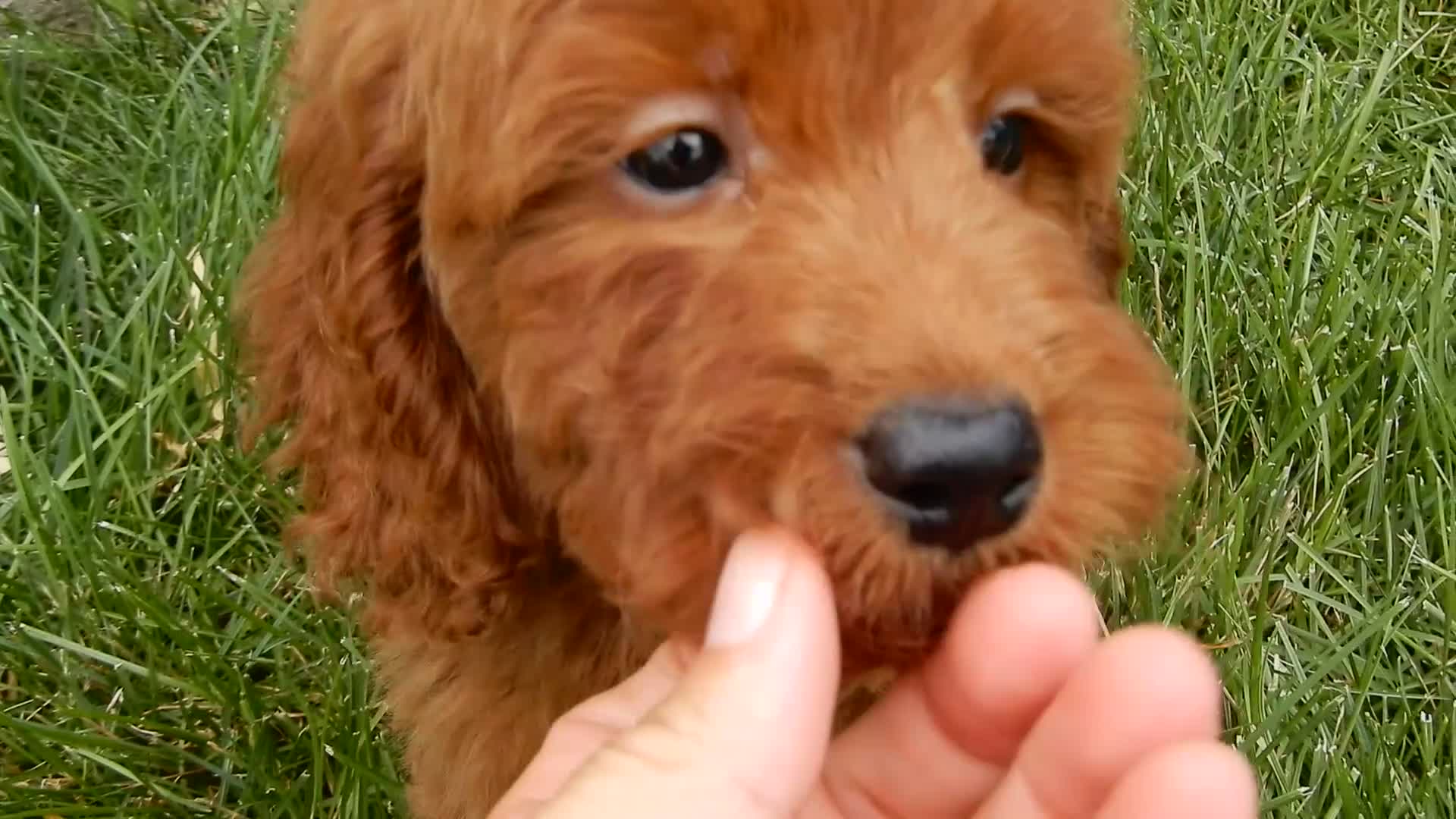Mini Goldendoodle dogs for sale: Rusty - Video 1