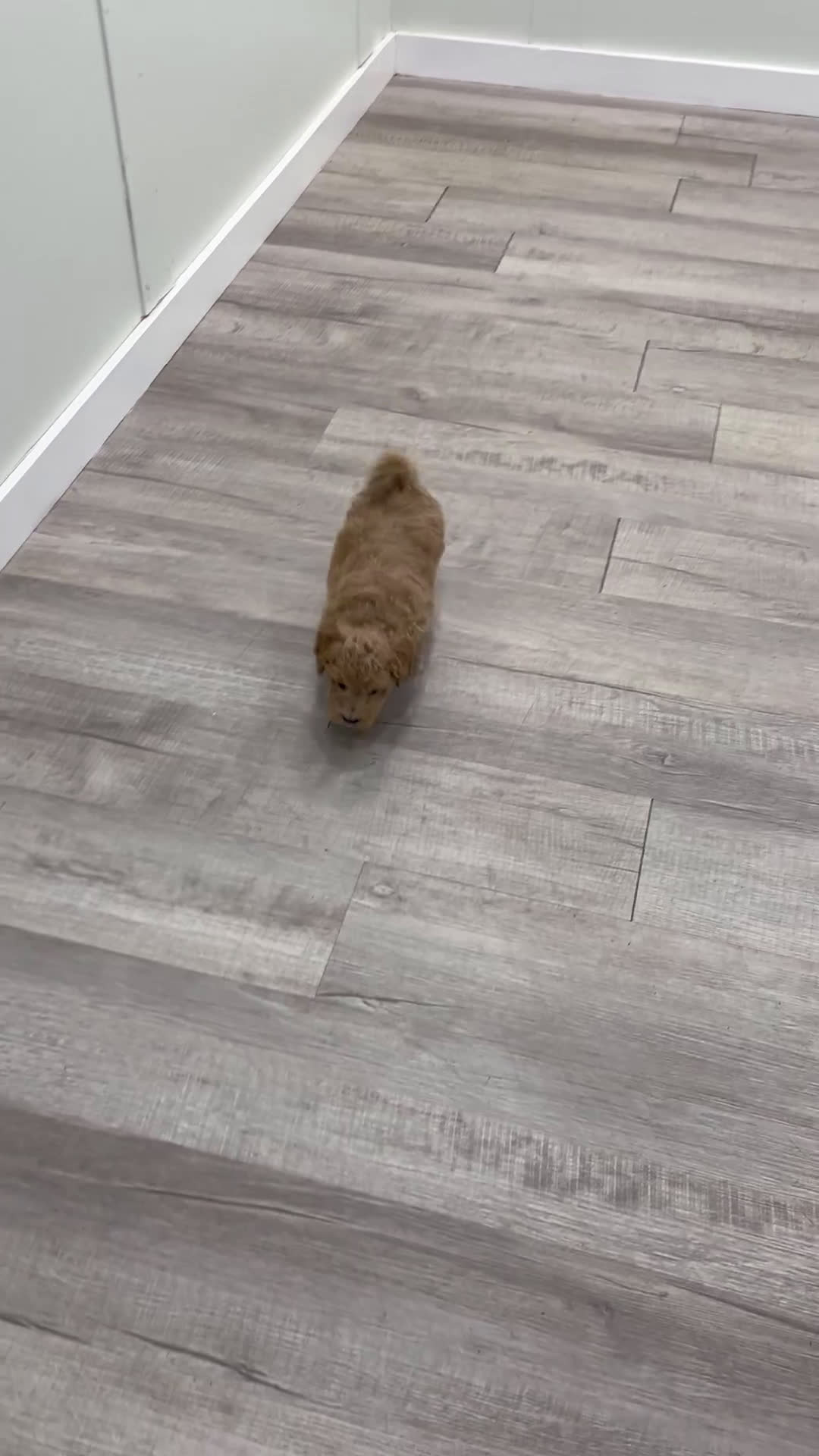 Bichpoo dogs for sale: Scout - Video 1