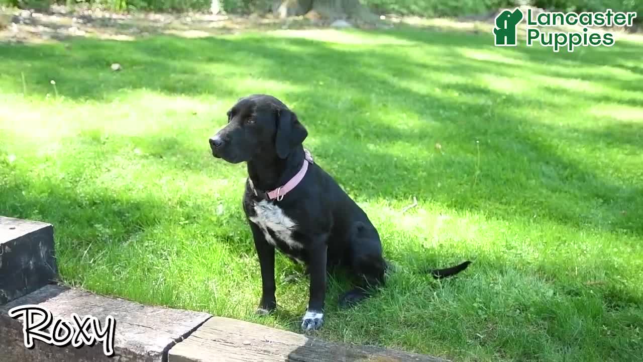 Mixed Breed dogs for sale: Roxy - Video 1