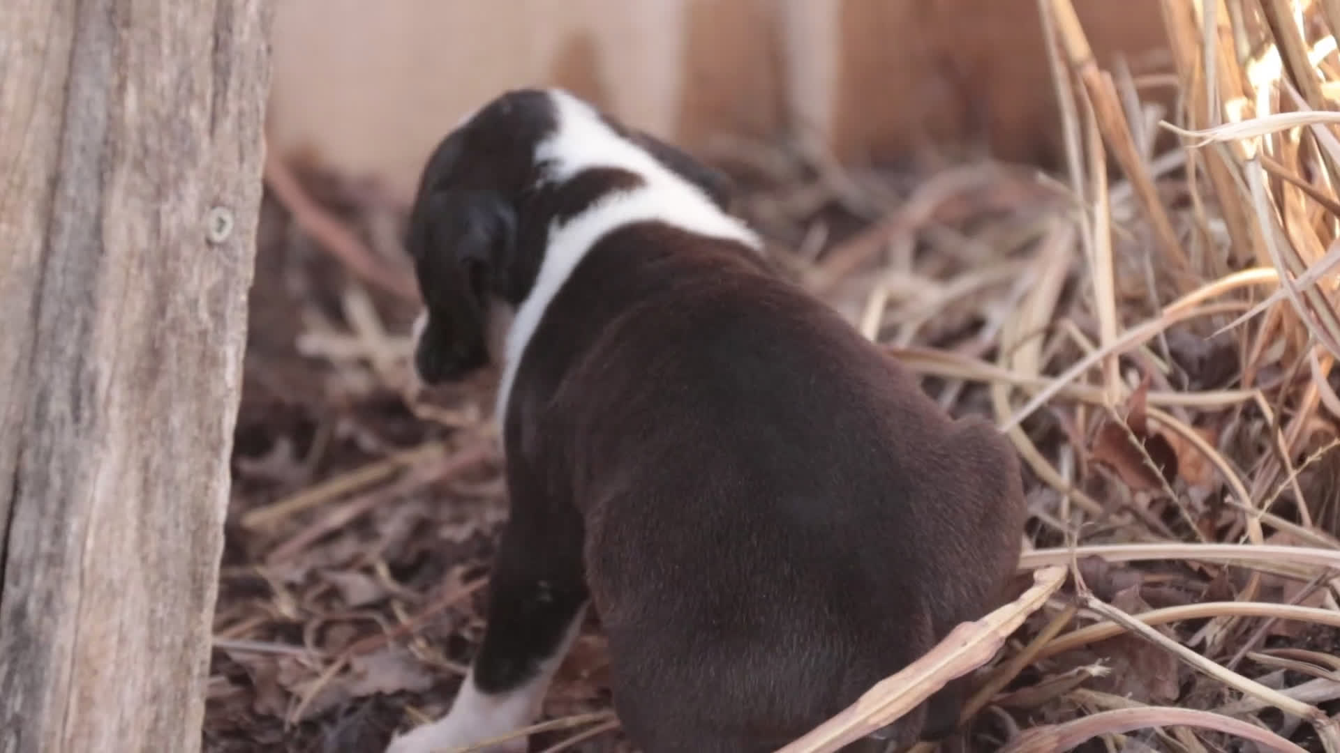 Boxer dogs for sale: Tate - Video 1