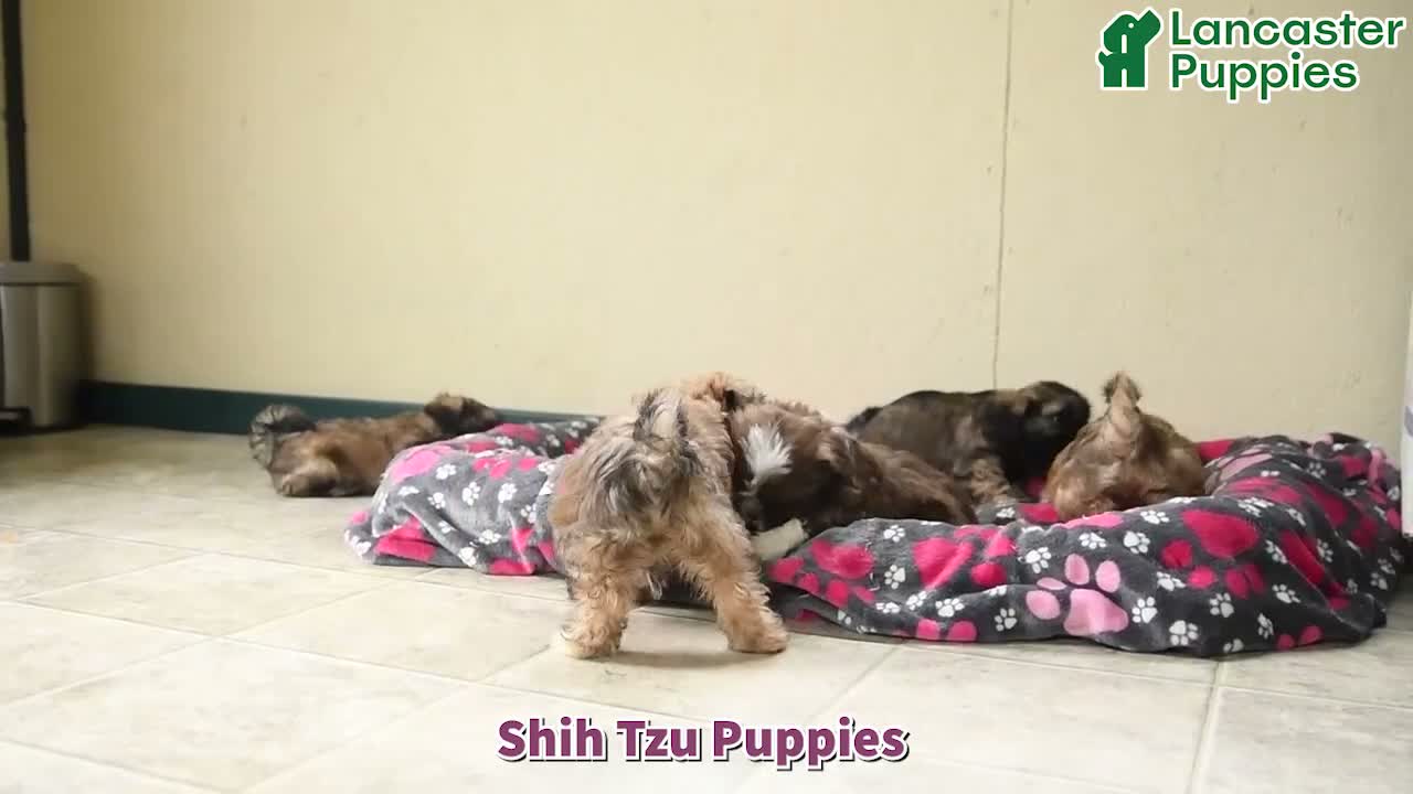 Shih Tzu dogs for sale: Tulip - Video 1