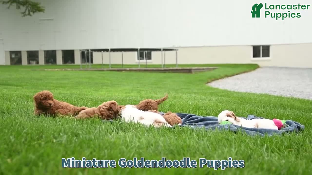 Mini Goldendoodle dogs for sale: Scarlett - Video 1