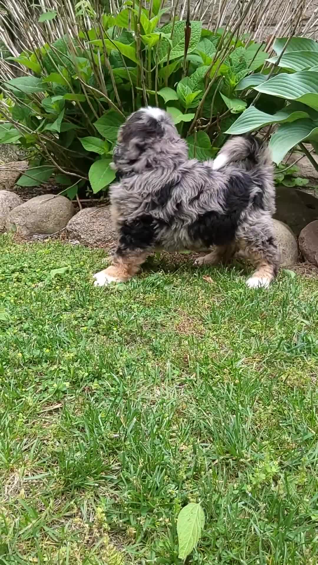 Bernedoodle dogs for sale: Bernedoodle Puppy 4 - Video 4