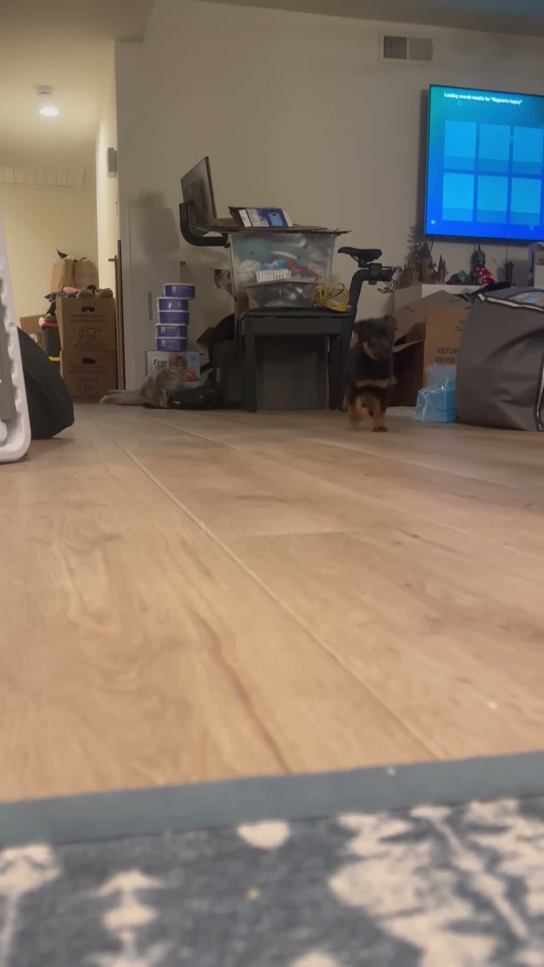 Mixed Breed dogs for sale: boy 7 Taz - Video 2