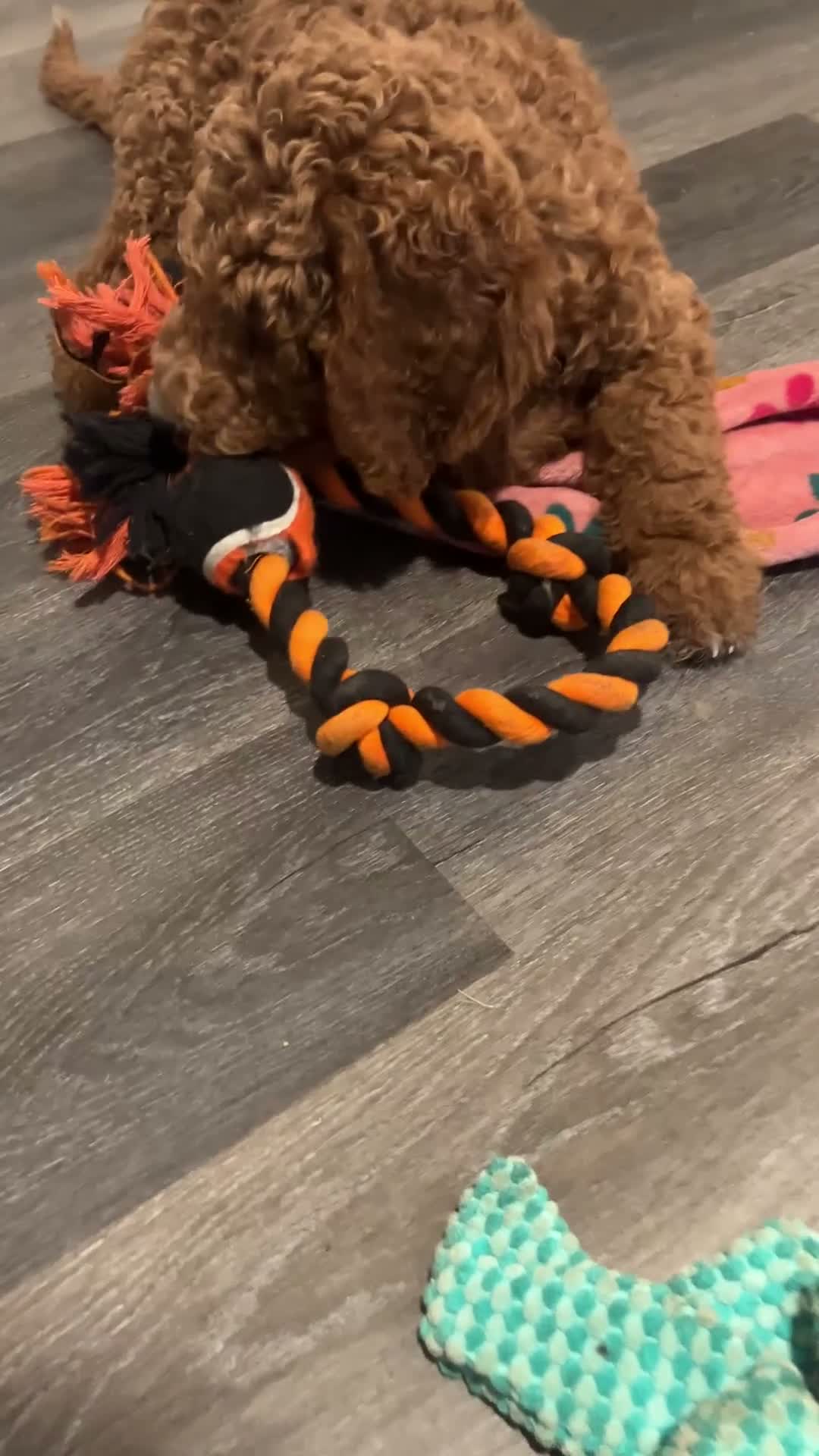 Goldendoodle dogs for sale: Orange boy: F1BB - Video 2