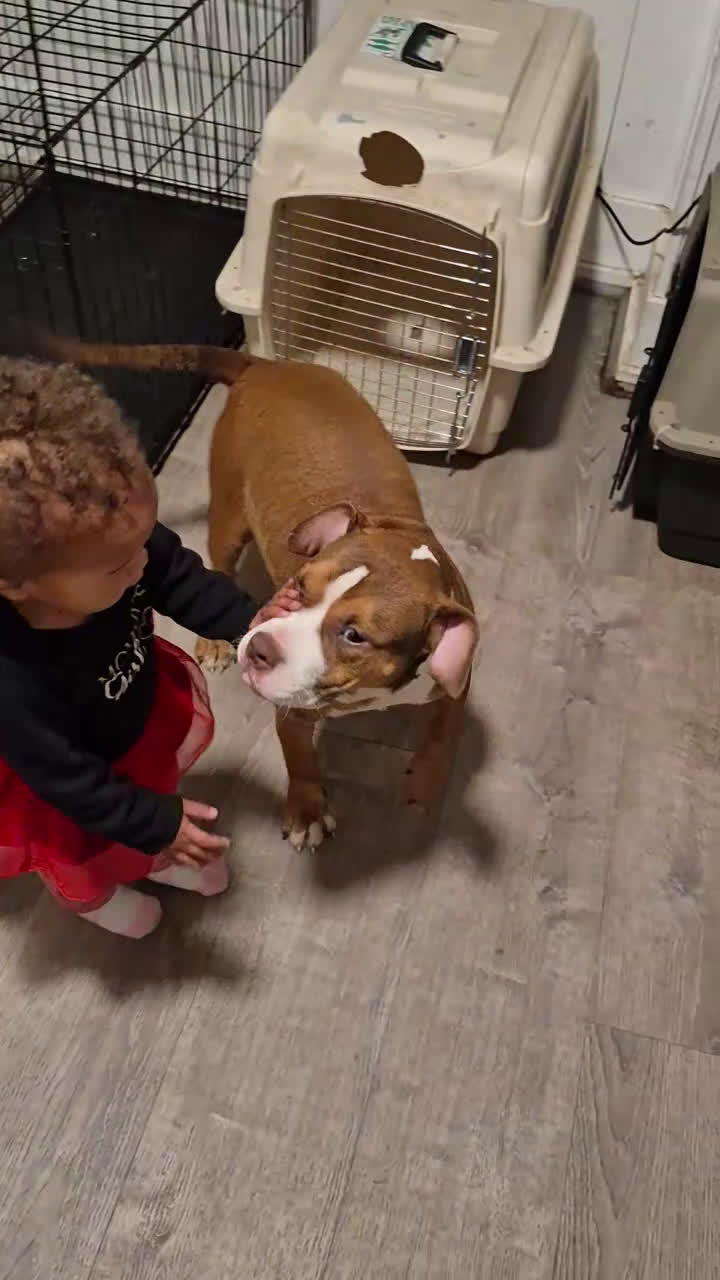 American Bully dogs for sale: Bubbles - Video 1