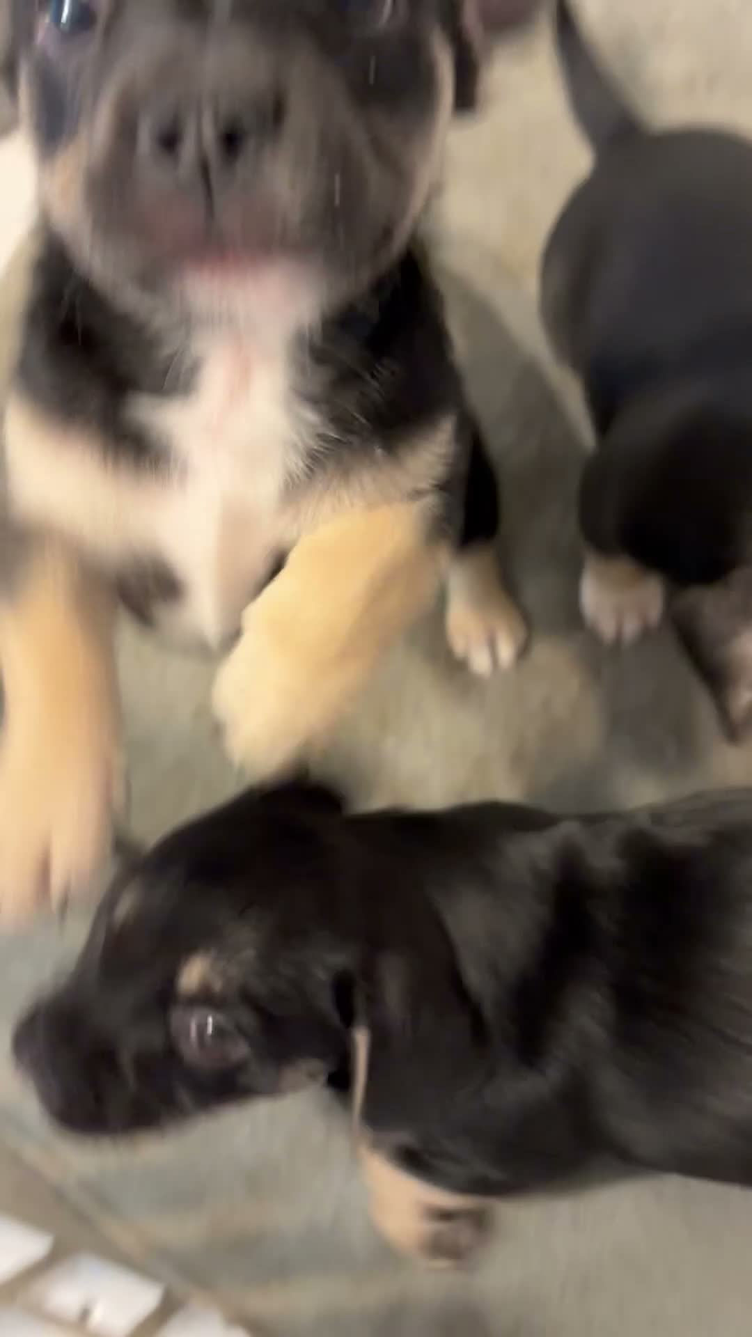 Mixed Breed dogs for sale: Dolce - Video 2