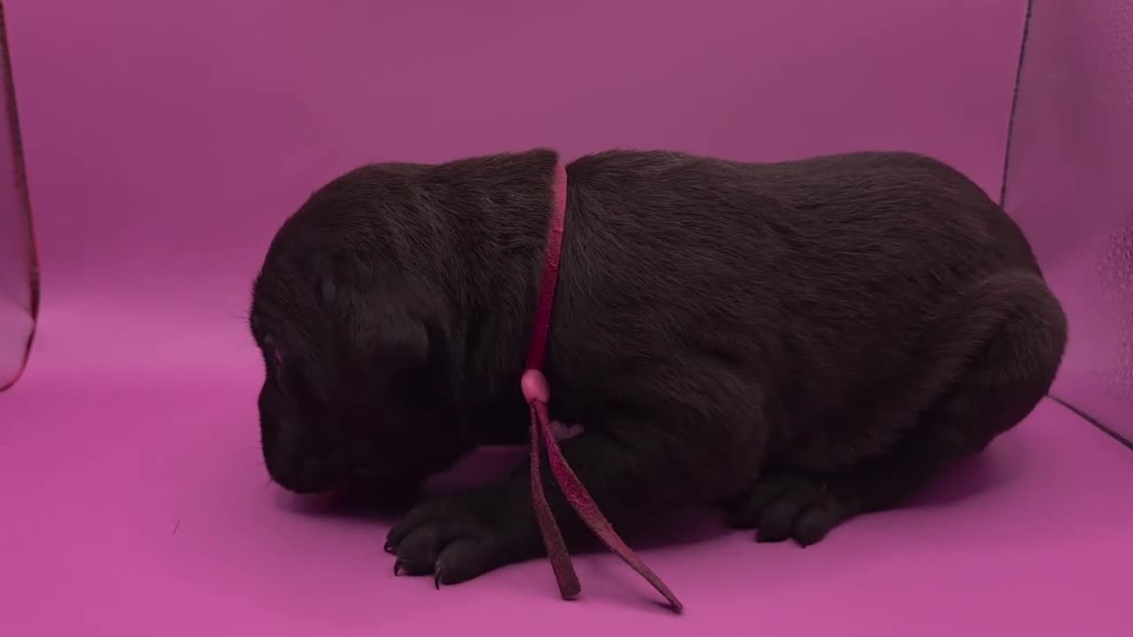 Mixed Breed dogs for sale: Pink - Video 1