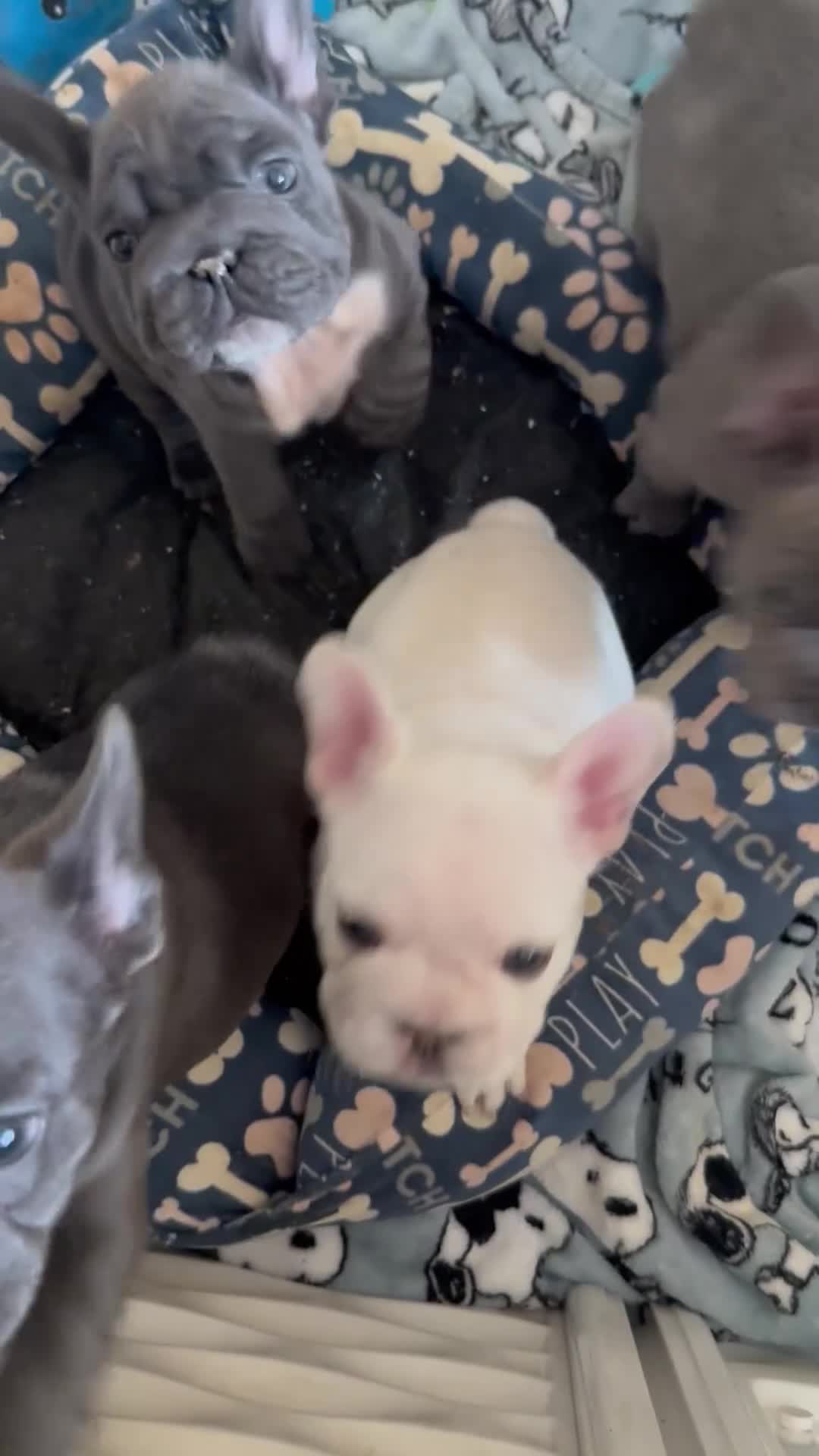 French Bulldog dogs for sale: Eliza !SALE!  - Video 1