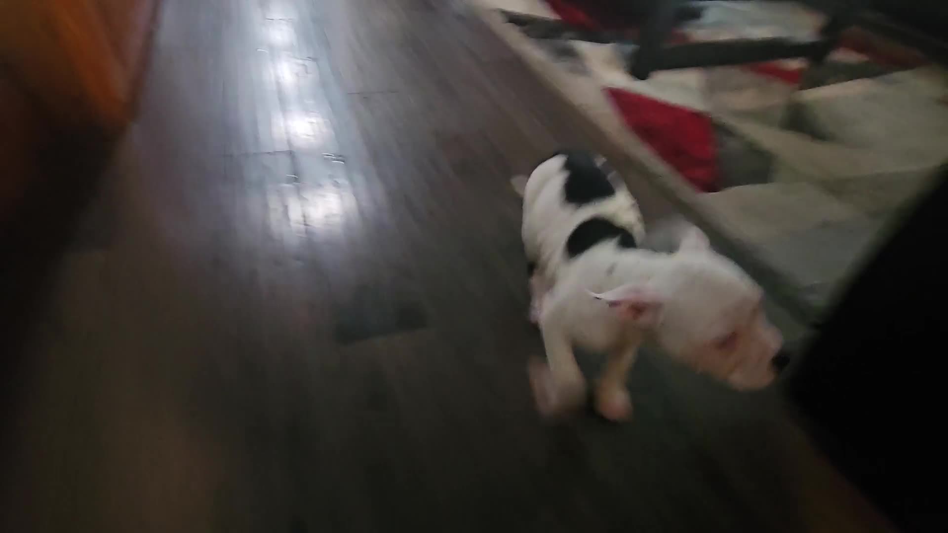 Mixed Breed dogs for sale: Crystal  - Video 1