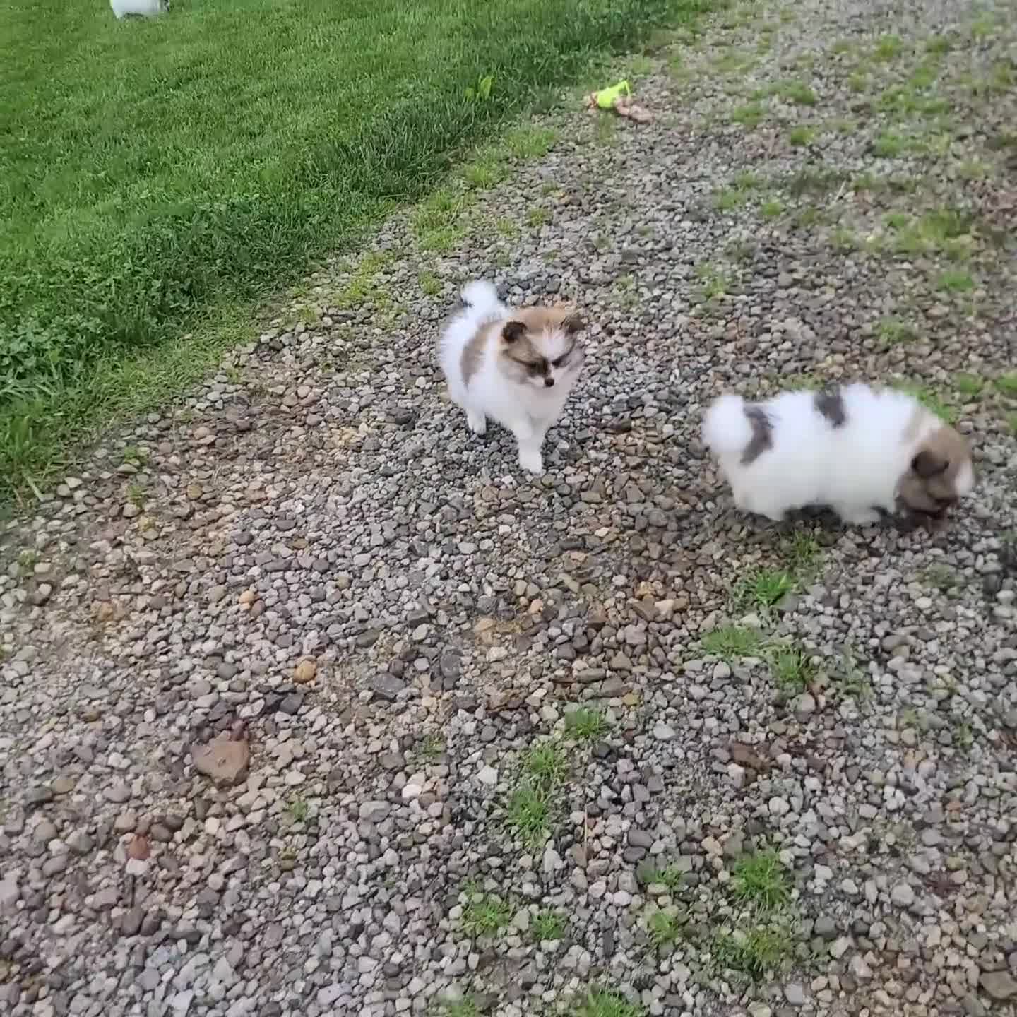 Pomeranian dogs for sale: Trevor - Video 2