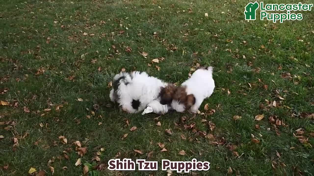 Shih Tzu dogs for sale: Cody - Video 1