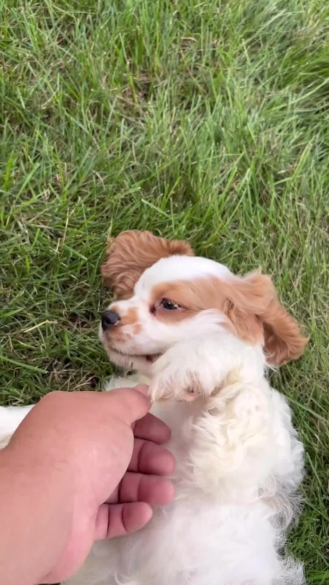 Cocker Spaniel dogs for sale: Reggie  - Video 1