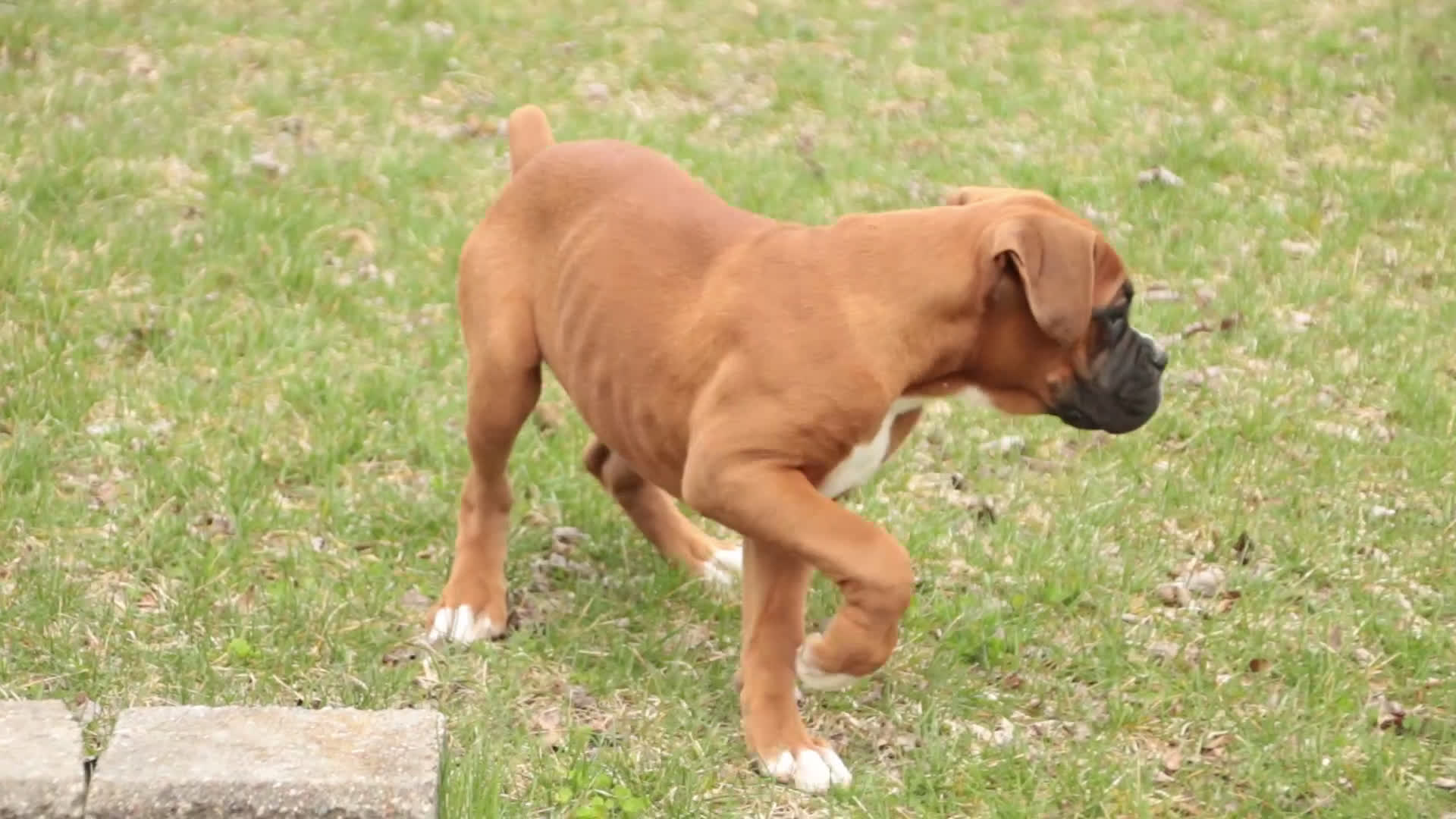Boxer dogs for sale: Espresso - Video 1