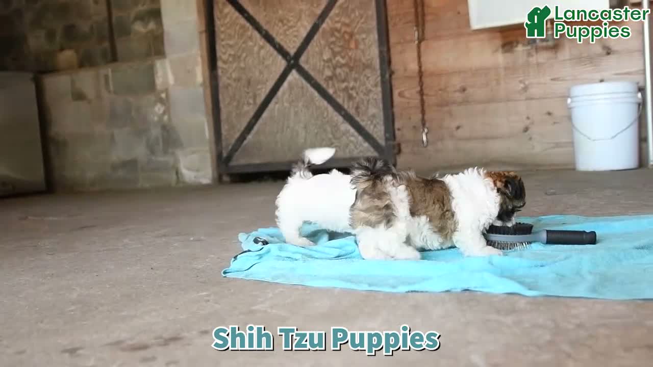 Shih Tzu dogs for sale: Ariel - Video 1