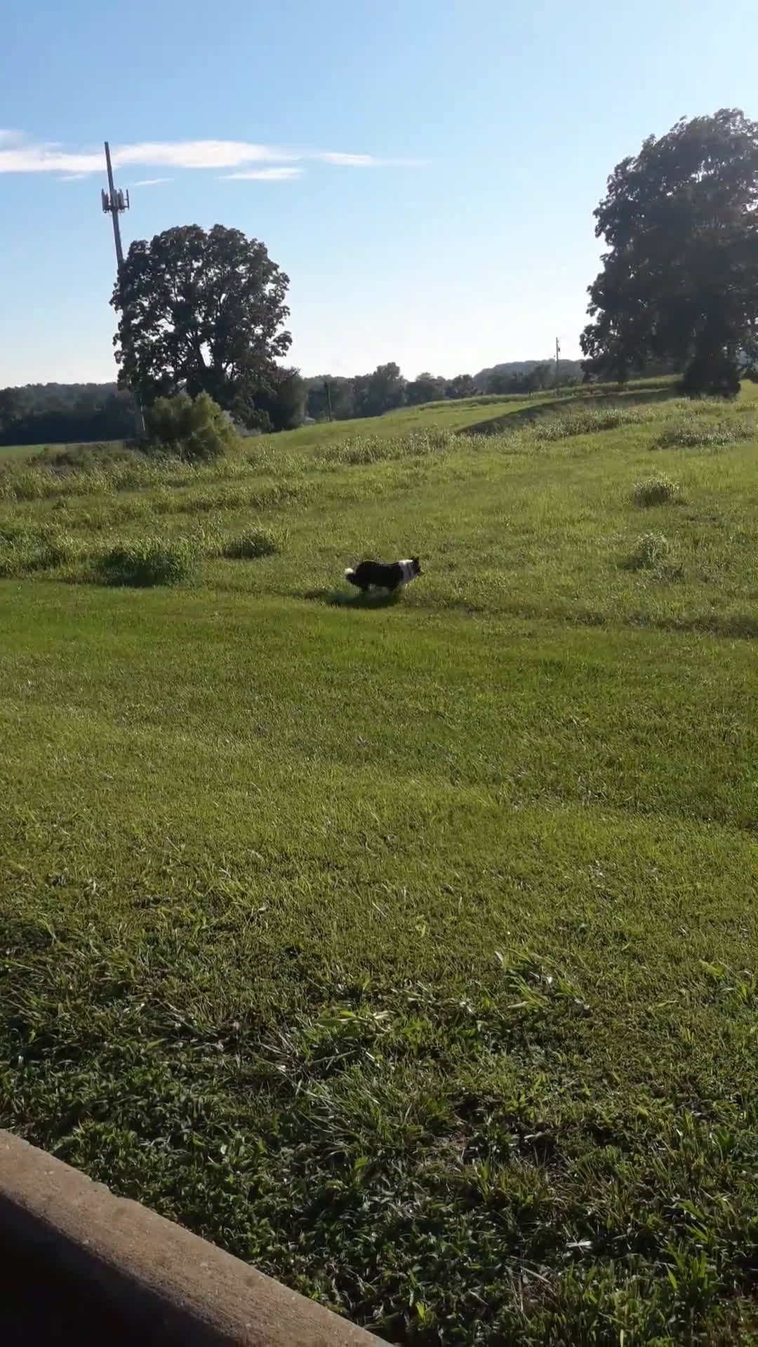 Border Collie dogs for sale: I-dog - Video 4