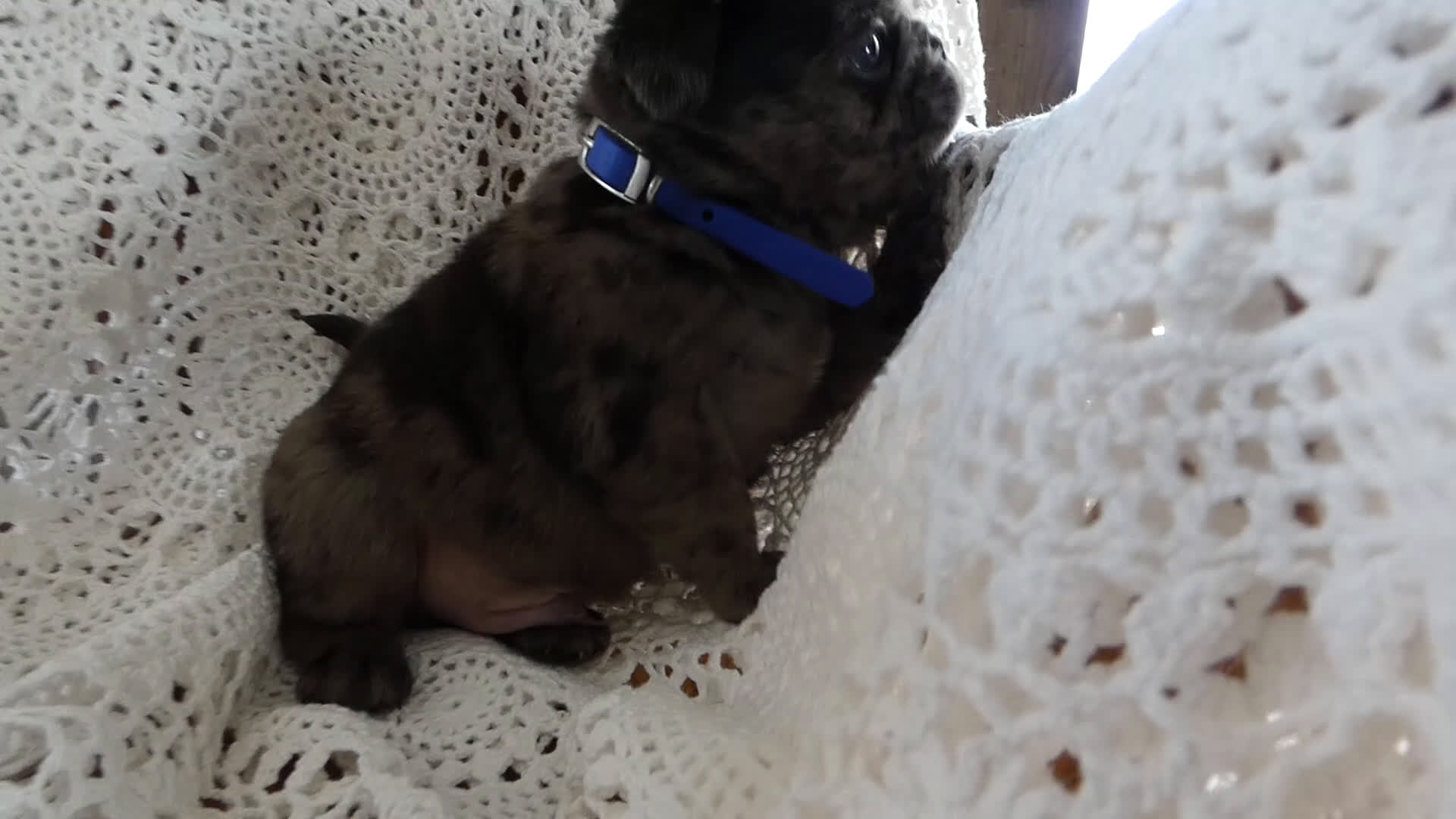 Pug dogs for sale: Pug Puppy 2 Maxwell - Video 1