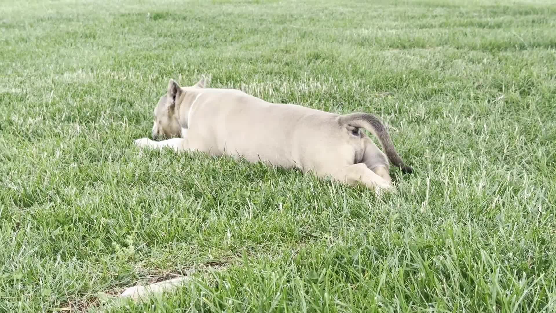 American Bully dogs for sale: Faye - Video 1