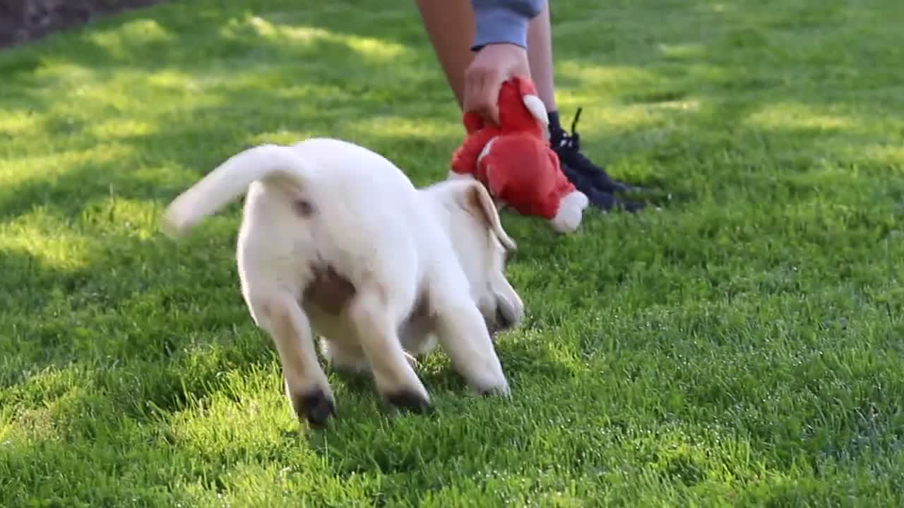 Labrador Retriever dogs for sale: Bela - Video 2
