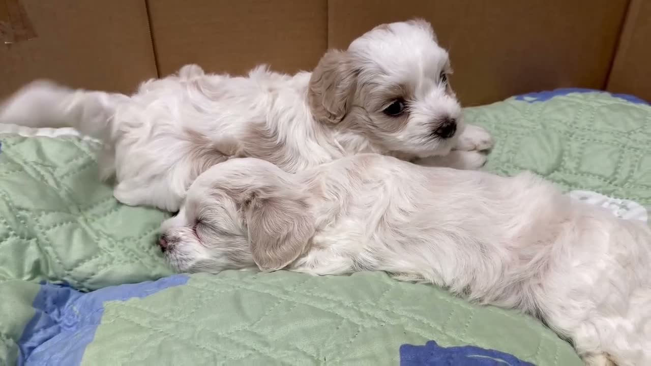 Coton De Tulear dogs for sale: Coton De Tulear 1 - Video 2