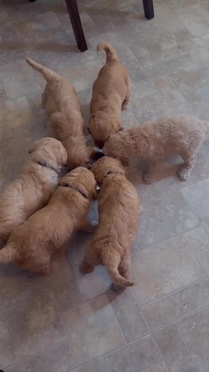 Goldendoodle dogs for sale: Goldendoodle Baby Girl Purple  - Video 1