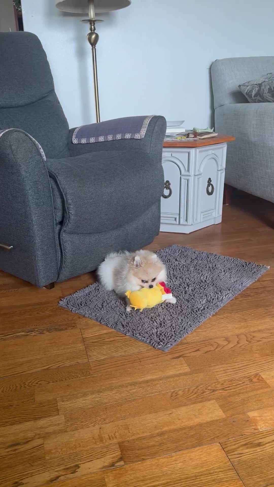 Pomeranian dogs for sale: Pomeranian Puppy 1 - Video 1