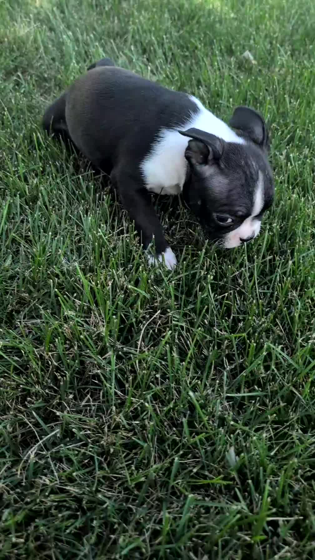 Boston Terrier dogs for sale: Tessa - Video 1