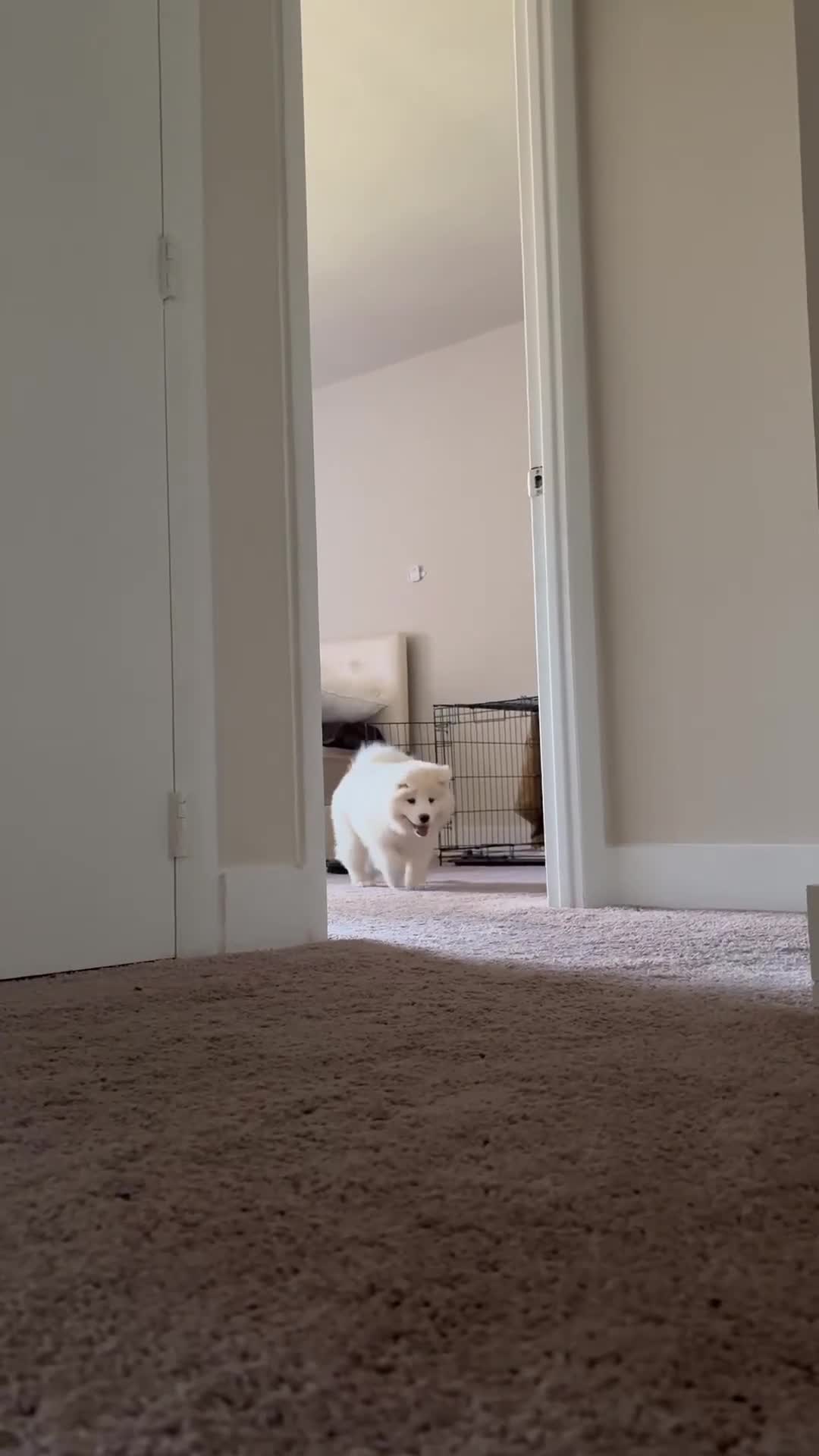 Samoyed dogs for sale: Samoyed Puppy 1 - Video 1