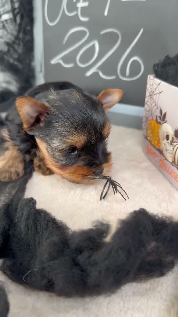 Yorkshire Terrier dogs for sale: Bella - Video 1