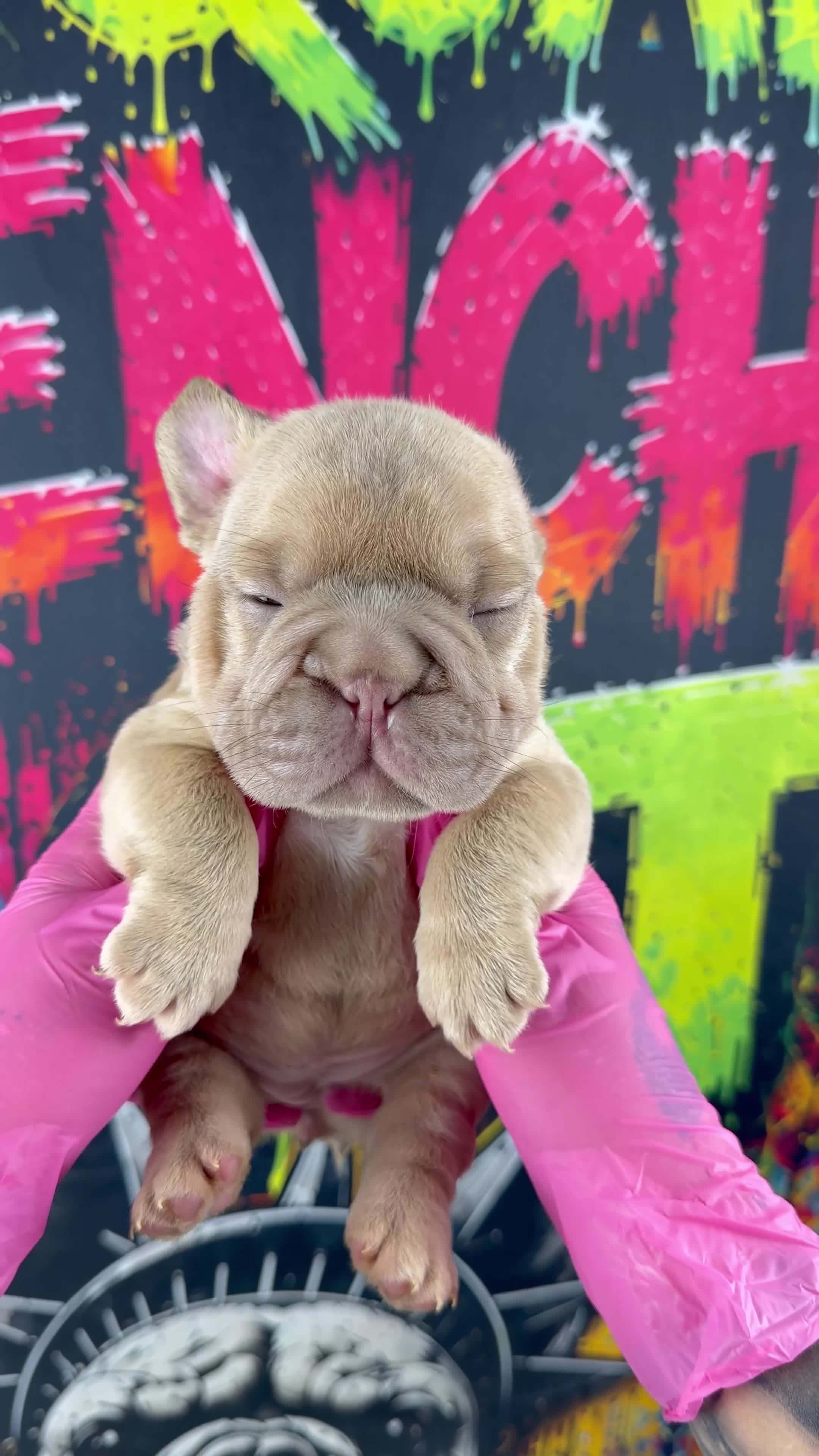 French Bulldog dogs for sale: Tesla - Video 1