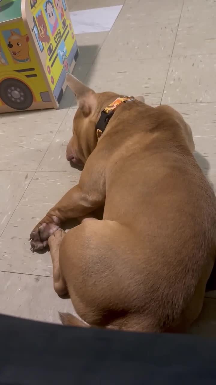 American Bully dogs for sale: Cash - Video 3