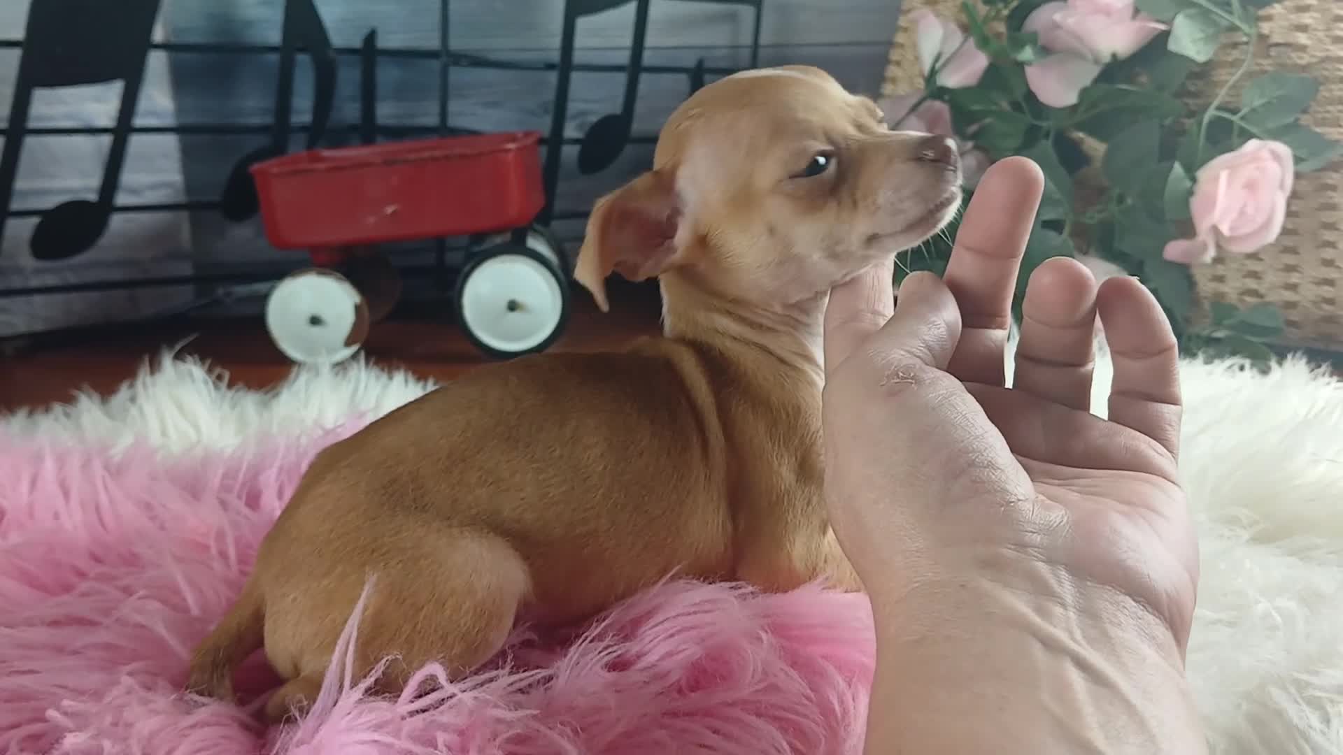 Chihuahua dogs for sale: Micro Teacup white female. Hand Delivery  - Video 4