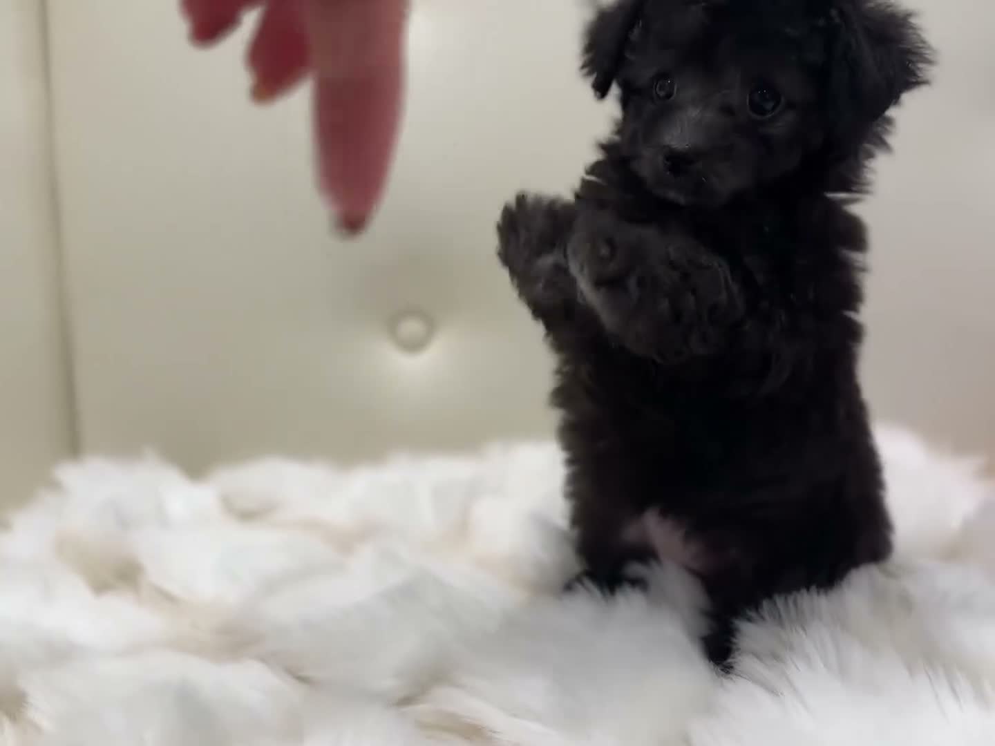 Toy Poodle dogs for sale: Dulce - Video 1