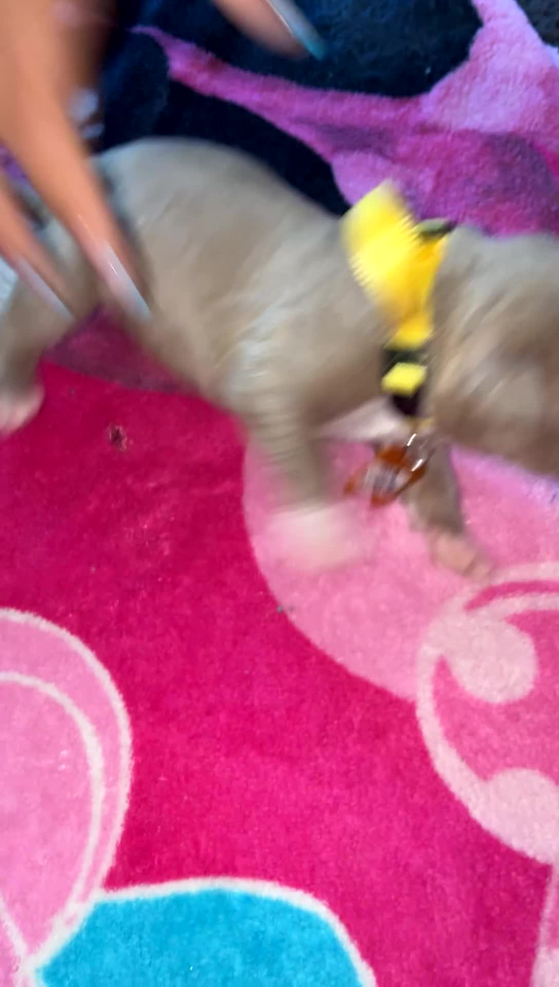 Mixed Breed dogs for sale: Mixed Breed Puppy 7 - Video 1