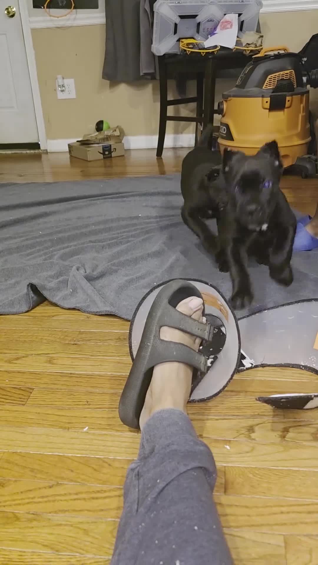 Cane Corso dogs for sale: James (purple collar) - Video 2