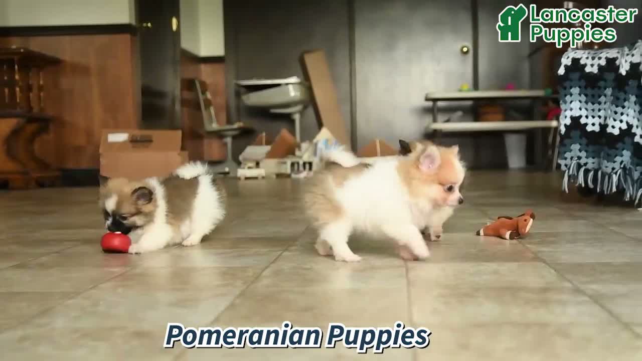 Pomeranian dogs for sale: Lily  - Video 1
