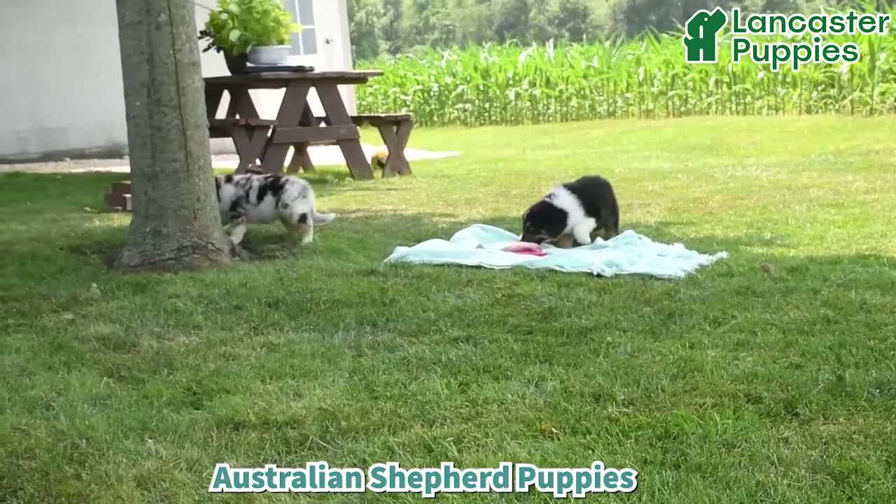 Australian Shepherd dogs for sale: Acadia - Video 1