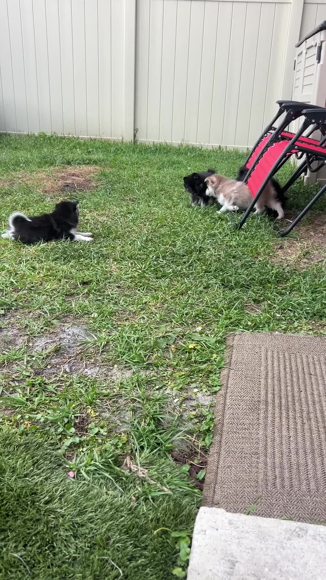 Pomsky dogs for sale: Oreo Micro/Teacup Pomsky - Video 2