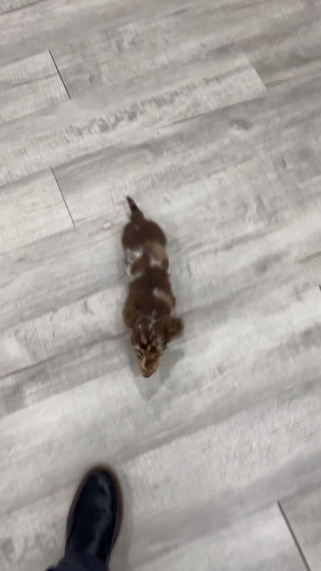Miniature Dachshund dogs for sale: Snickers - Video 1