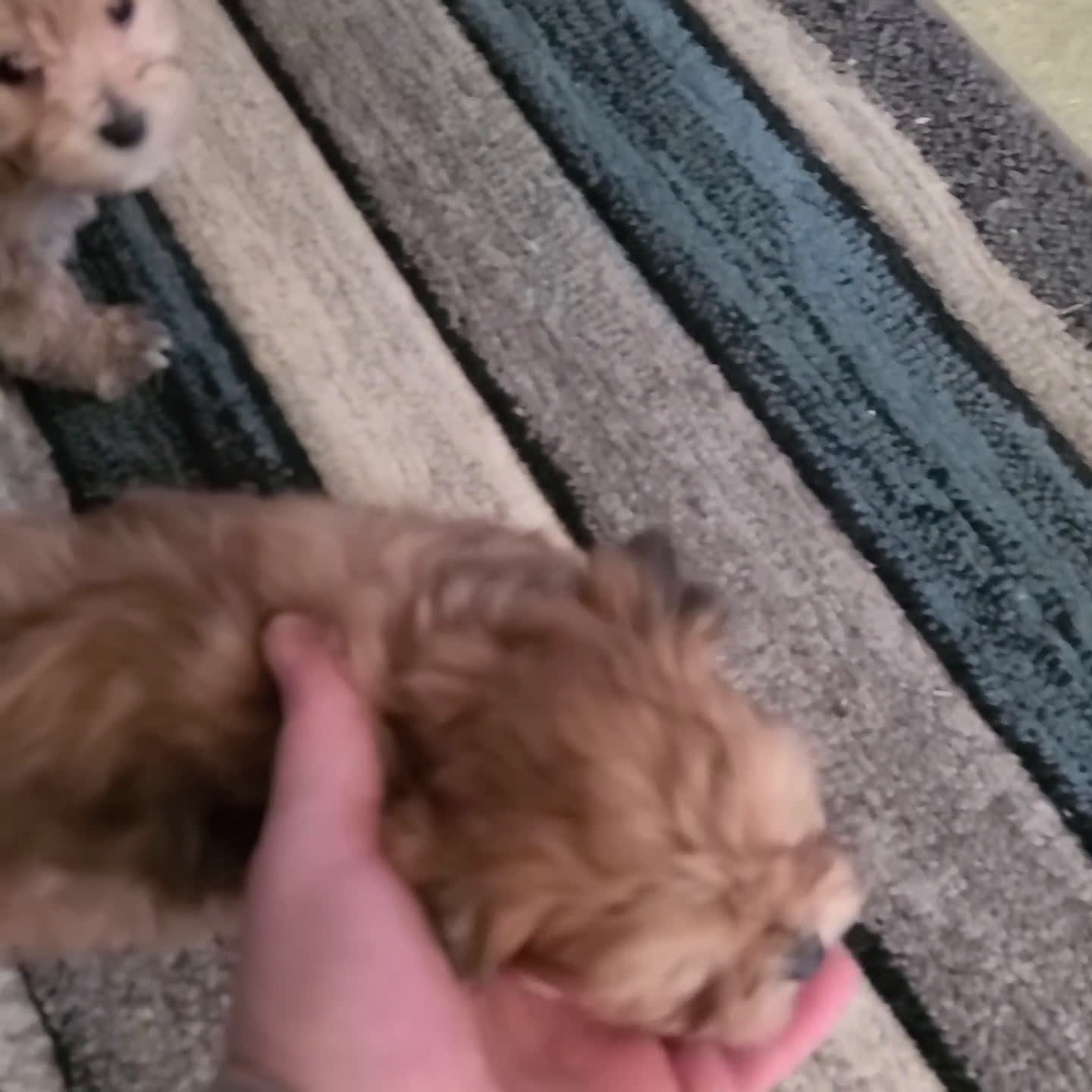 Morkie dogs for sale: Daryl - Video 1