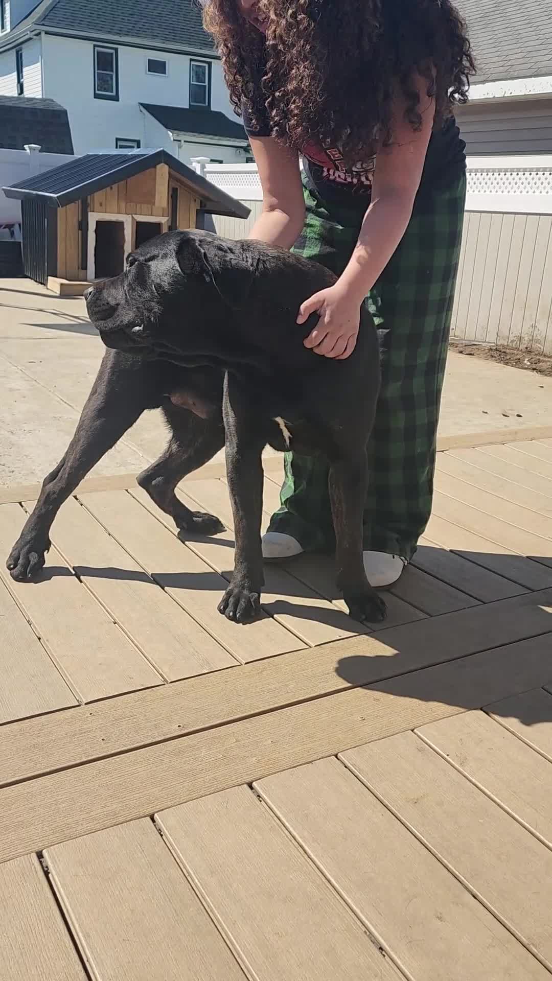 Cane Corso dogs for sale: Cane Corso Puppy 1 - Video 1