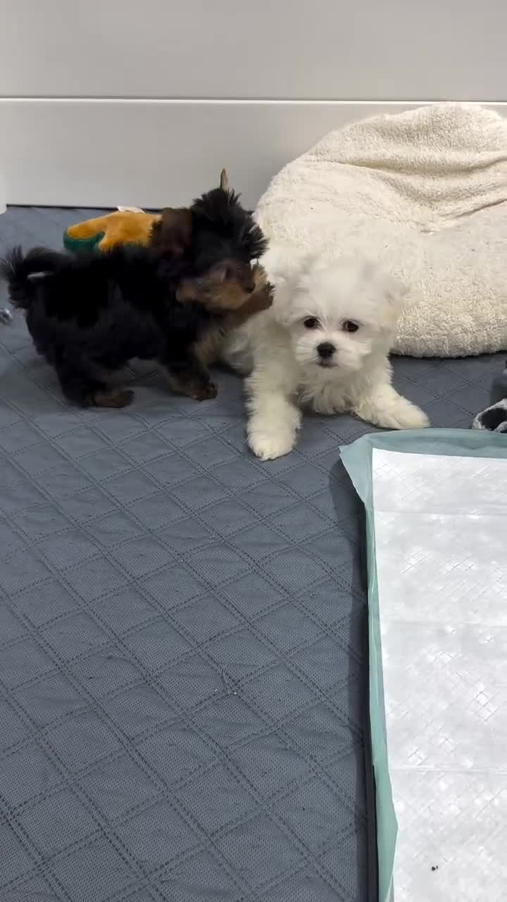 Yorkiepoo dogs for sale: Yorkiepoo Puppy 1 - Video 1